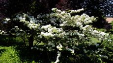 Snowball flower, White Hydrangea growth in springtime 