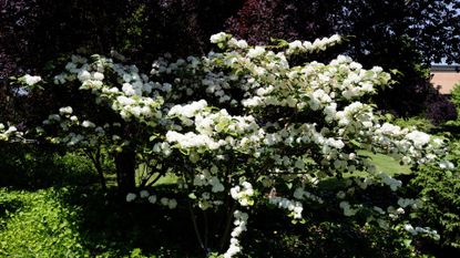 Snowball flower, White Hydrangea growth in springtime 