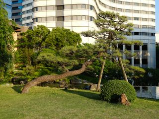 Sample image from Fujifilm GFX 100 of a Japanese garden in Tokyo