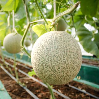 Melons growing in soil