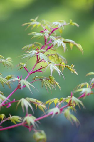 Acer palmatum 'Sango-kaku'