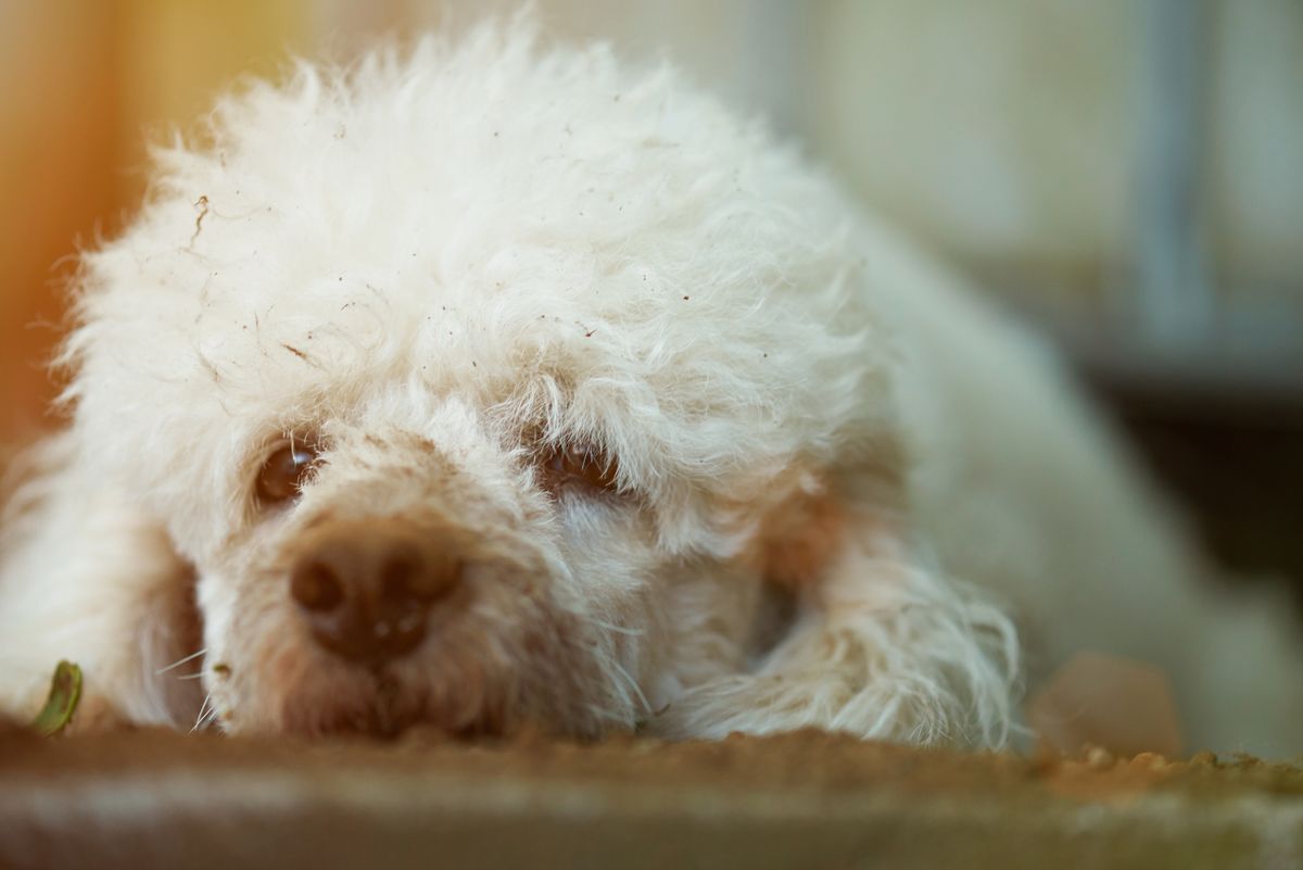 I hit a dog with my car. Here's how I explained it to my kids. The Week