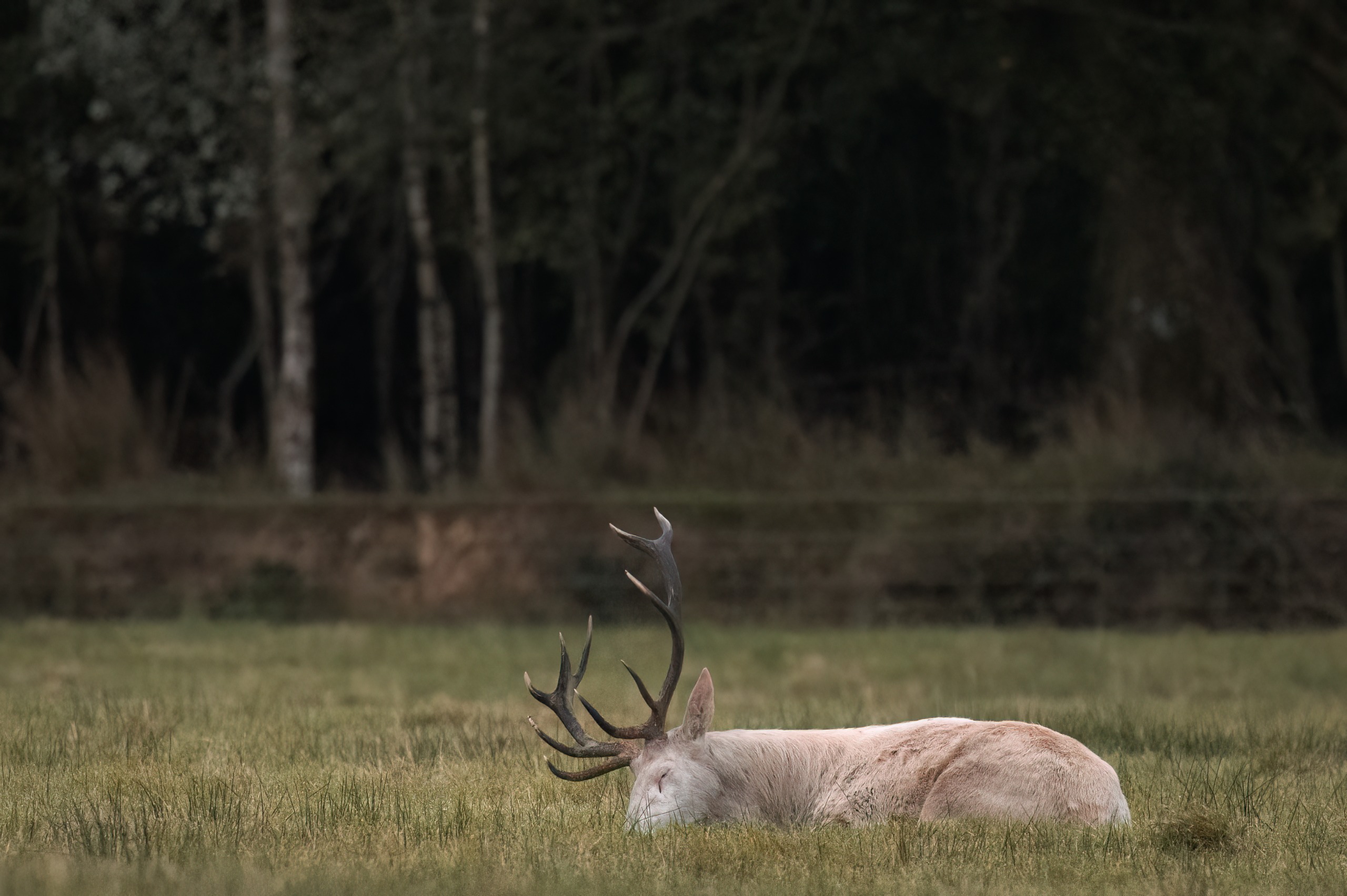 A photograph by Brian Johnston of a rare albino male red deer