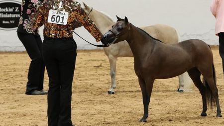 american-miniature-horse.jpg