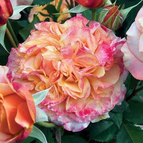 Crazy Love&amp;trade; Sunbelt&amp;reg; Grandiflora Rose