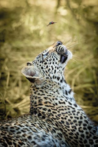 The Leopard and the Beetle. Sabi Sands, South Africa “A leopard cub takes an interest in a hovering dung beetle in South Africa’s Sabi Sands reserve”