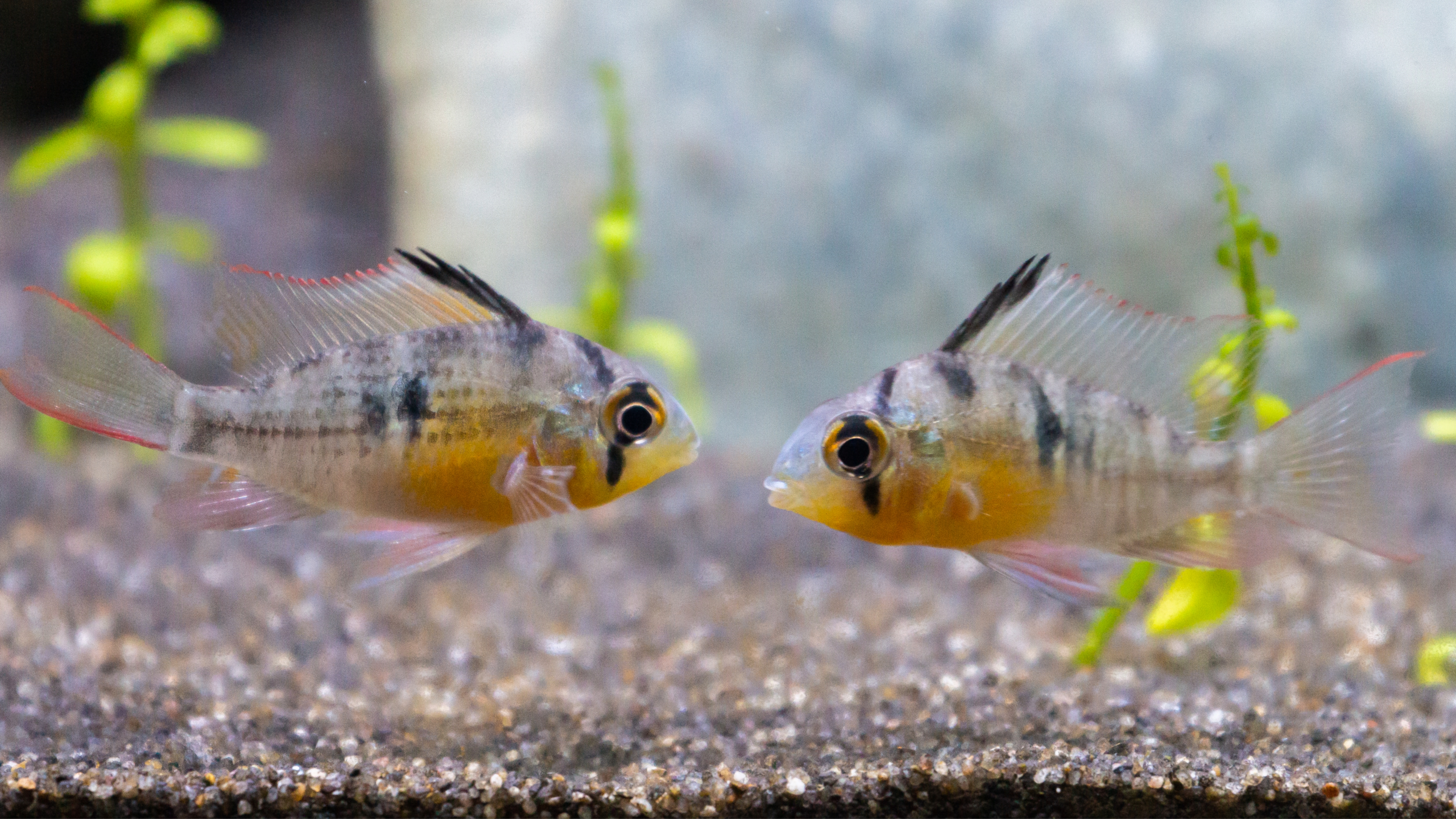 Bolivian cichlids