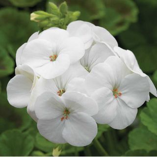 Geranium Pinto 