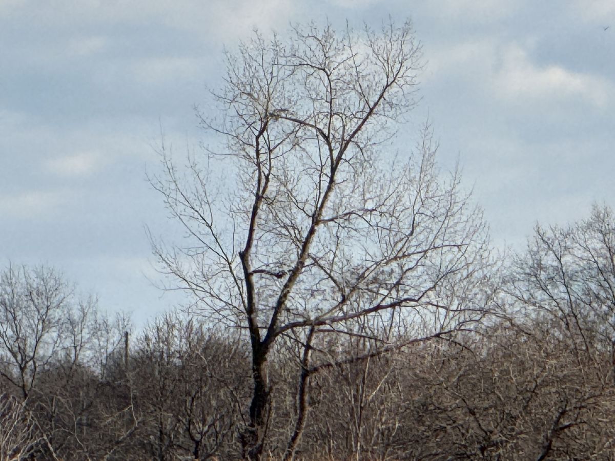 Apple iPhone 16 Pro Max zoom sample.