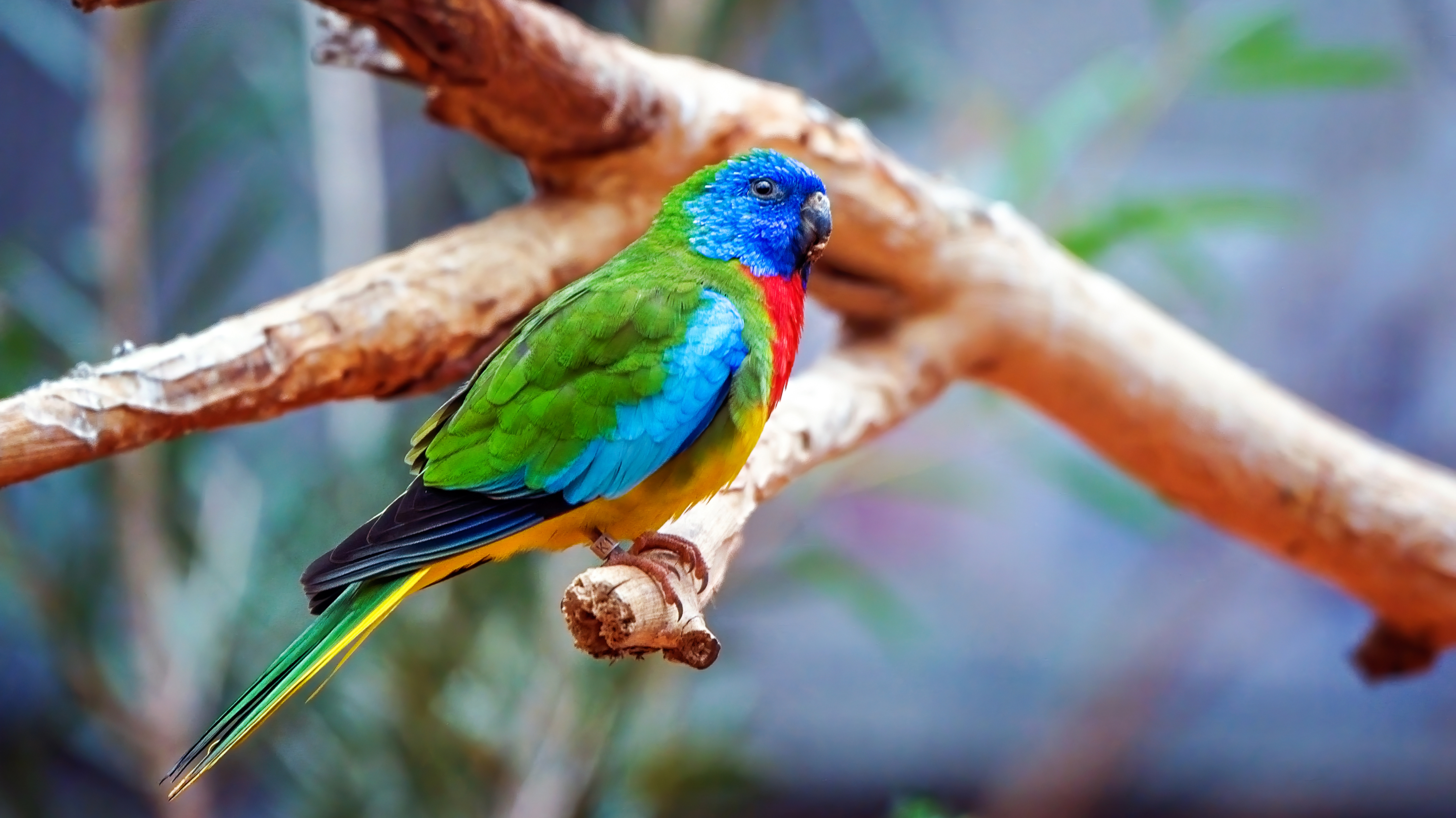 Scarlet-Chested Parakeet