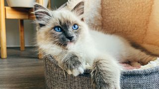 beautiful ragdoll cat with blue eyes