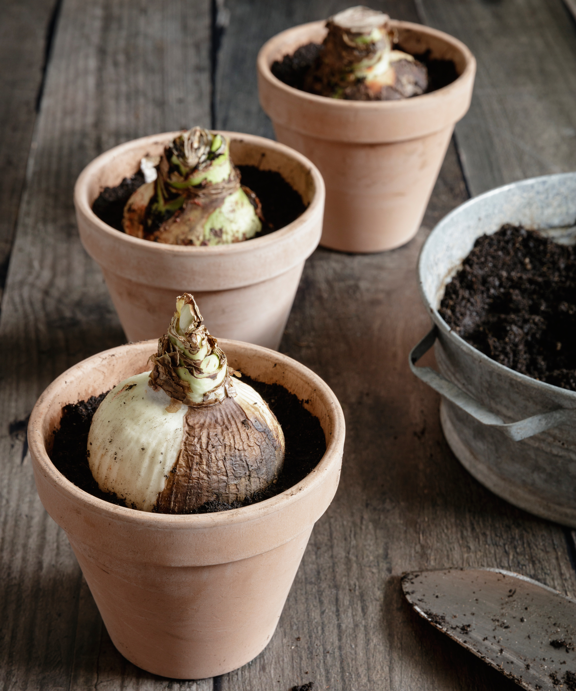 repotted amaryllis bulbs