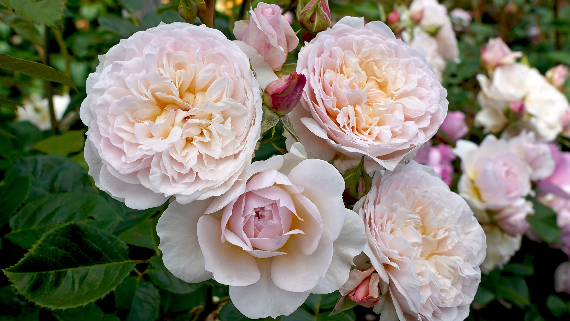 Pale ping Emily Bronte English shrub rose