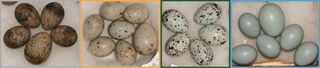This illustration shows the wide variety of colors and patterns in eggs laid by cuckoos. Cuckoo eggs may be slightly different in size to a host bird's eggs, but otherwise it is almost impossible to tell the difference, especially for humans.