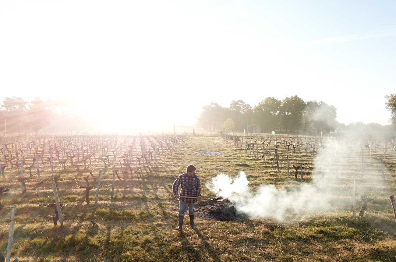 Checking vineyards for frost damage in Bordeaux
