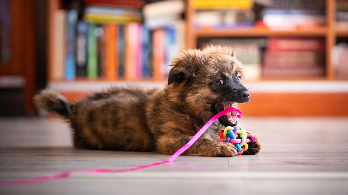 Puppy chewing on a toy