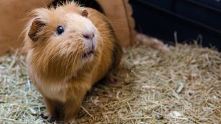 Guinea pig in his cage