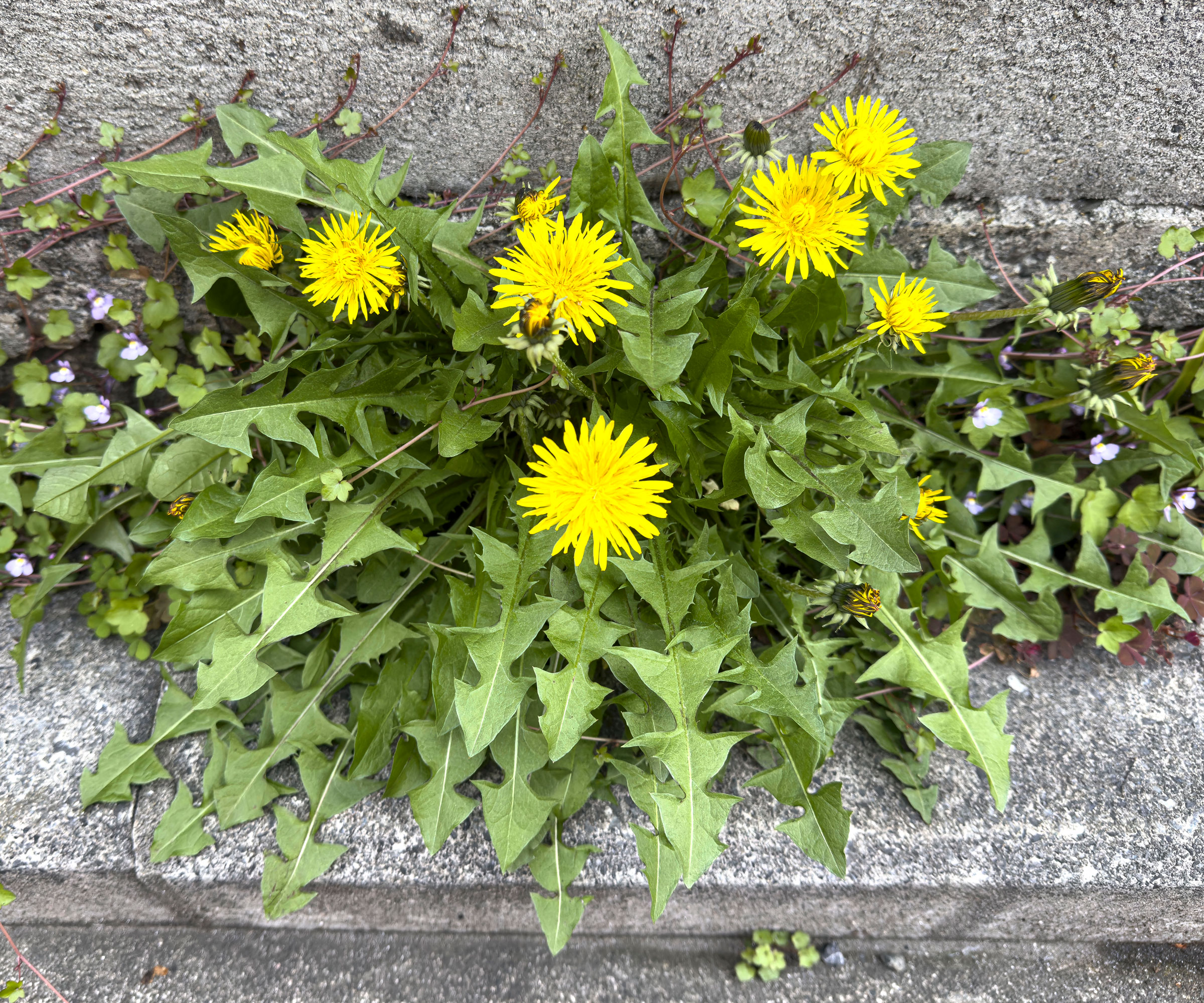 dandelions growing on garden path