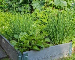 chives growing in wooden crate with lettuce and other herbs
