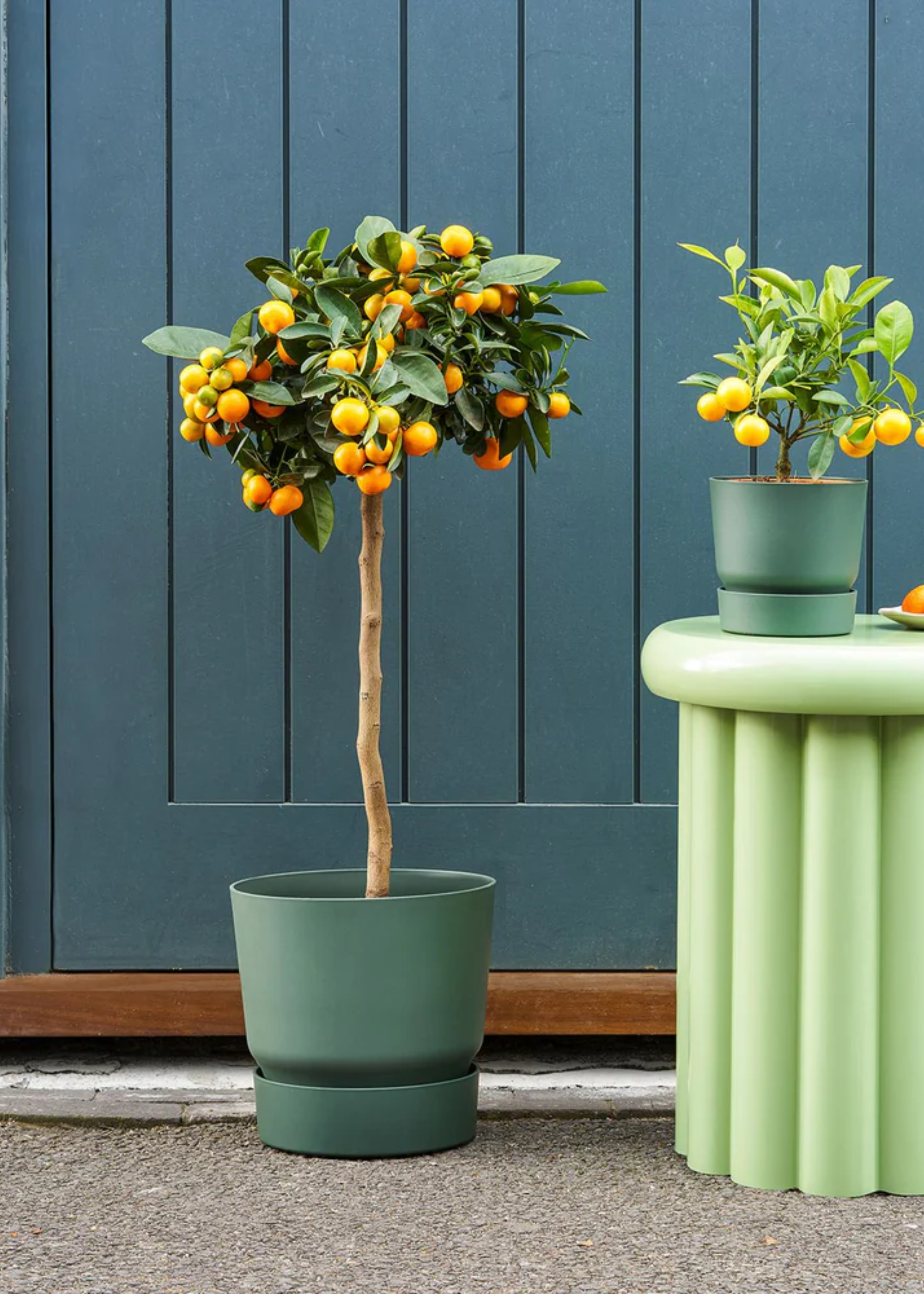 A pair of potted citrus trees