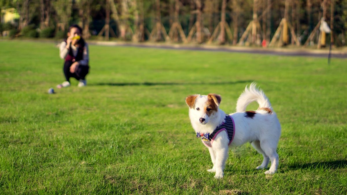 Dog not responding to owner on a walk in a field