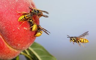 Common wasp (vespula vulgaris) flying to ripe peach