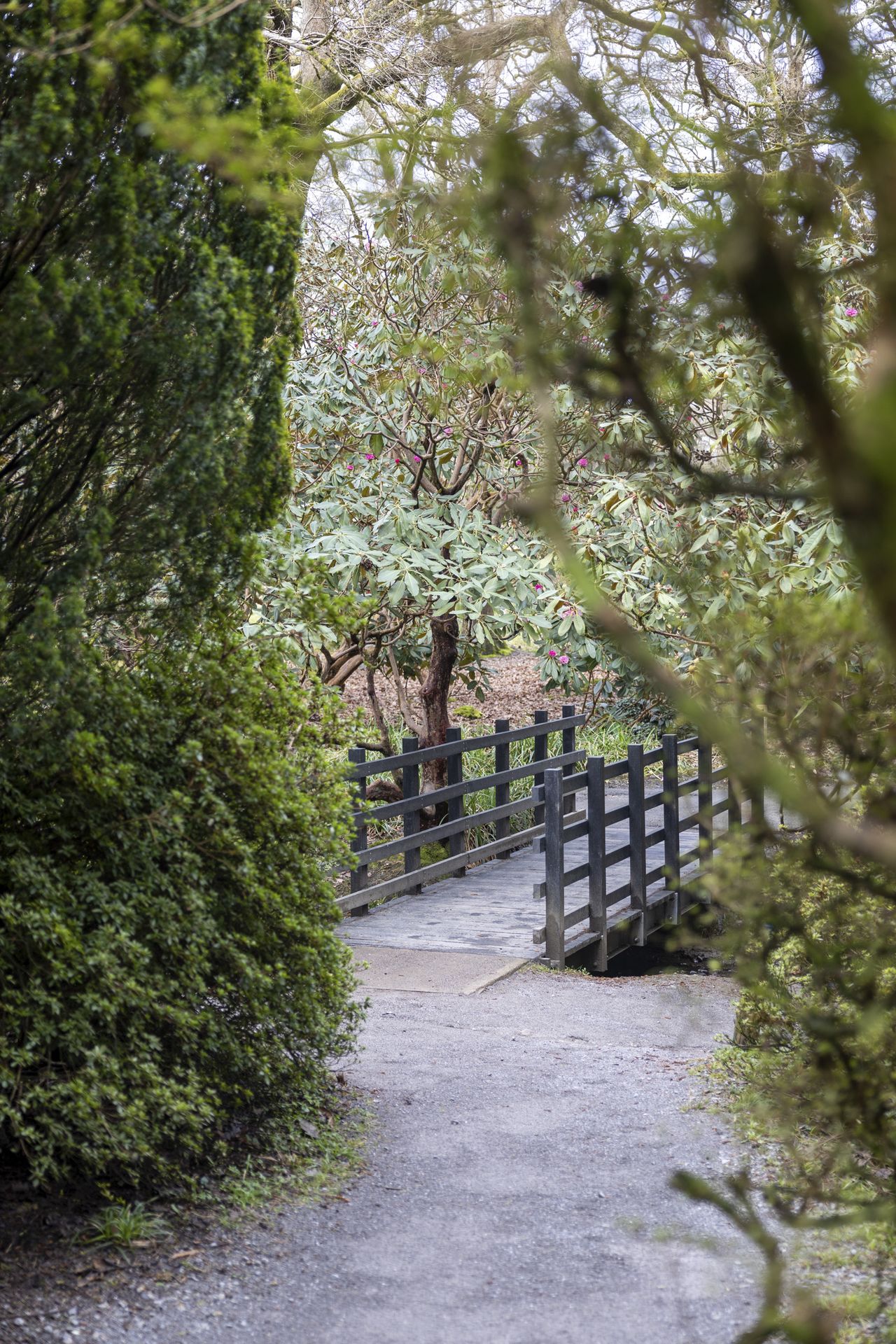 Canon EOS R8 sample image of a garden and small footbridge