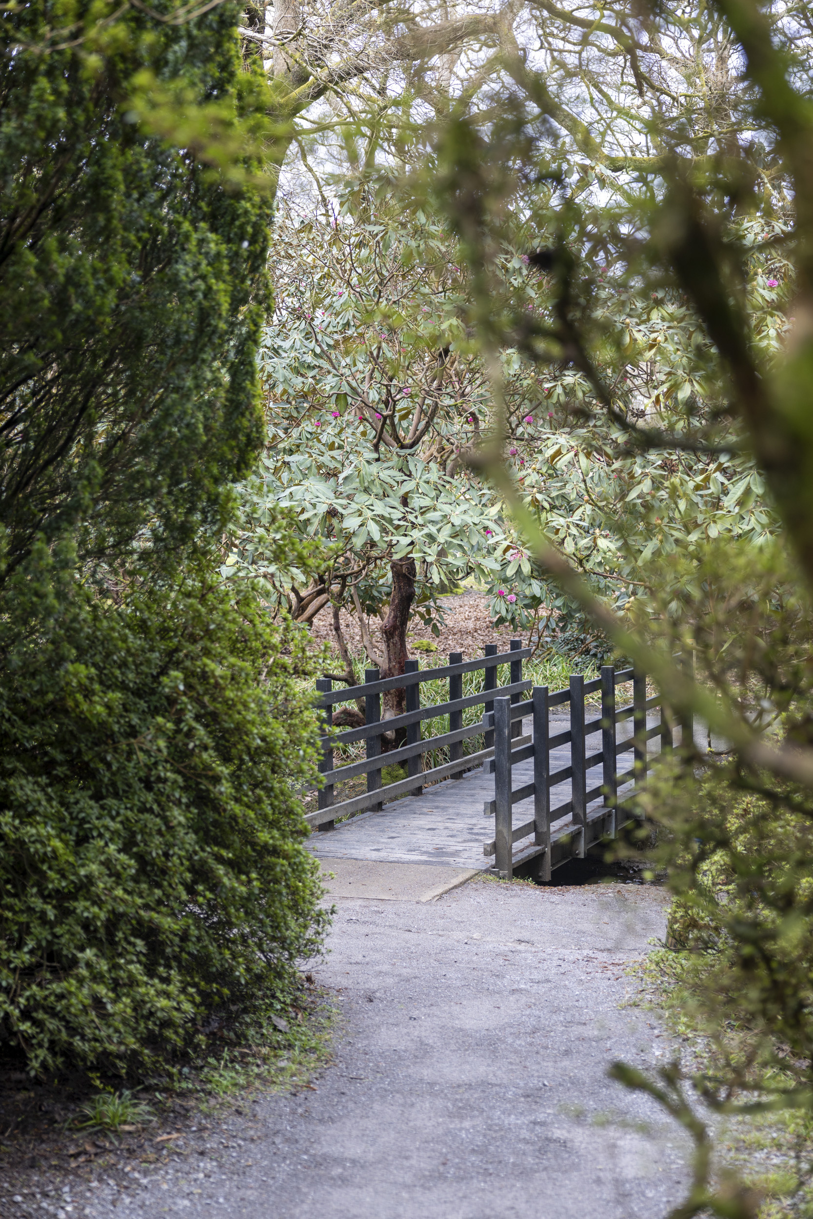 Canon EOS R8 sample image of a garden and small footbridge