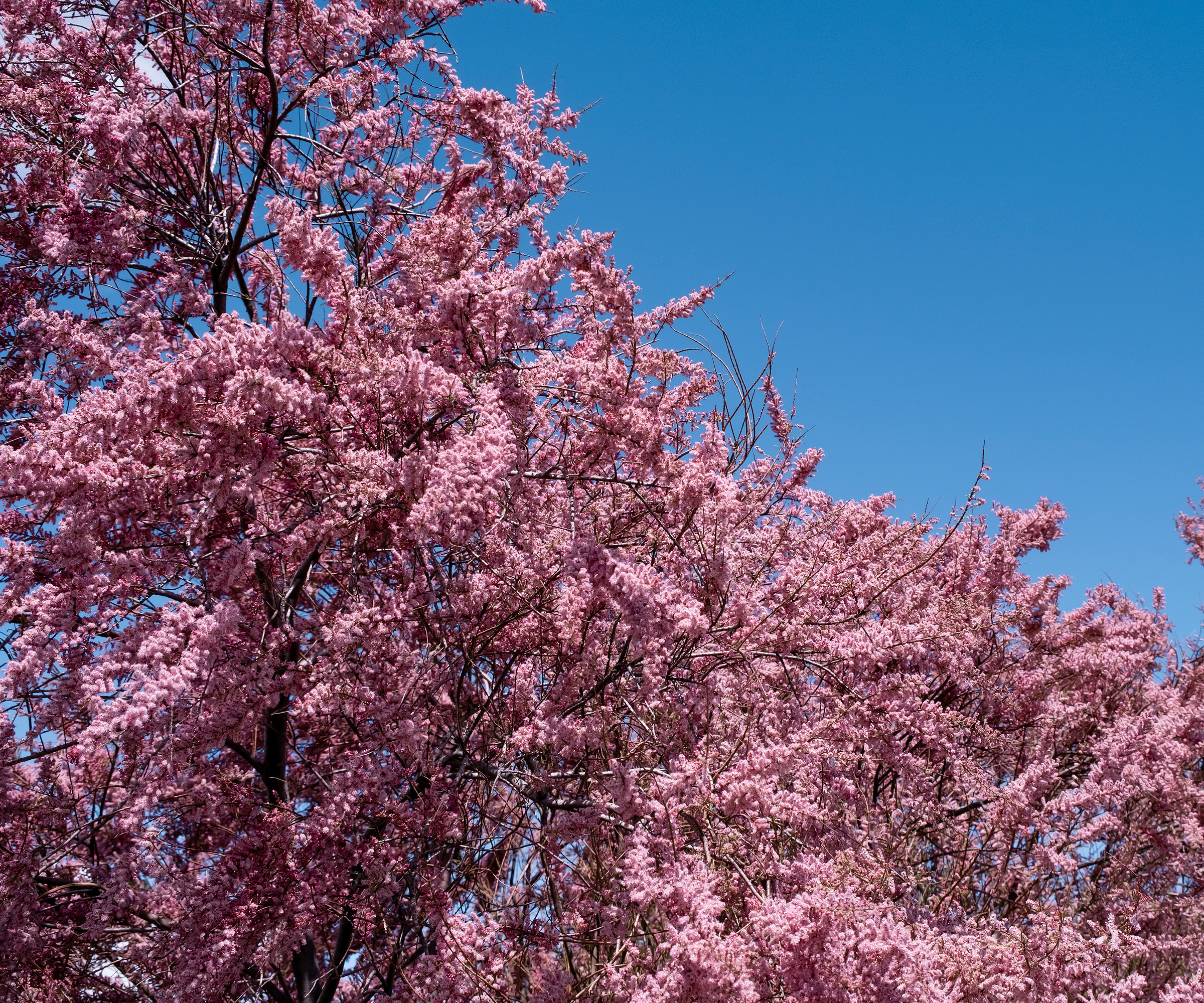 close up of Salt Cedar (Tamarisk) tree