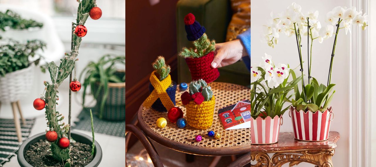 How do I decorate my houseplants for Christmas? Cactus with decorations, cactus with cozy knit covers, striped planters for orchids