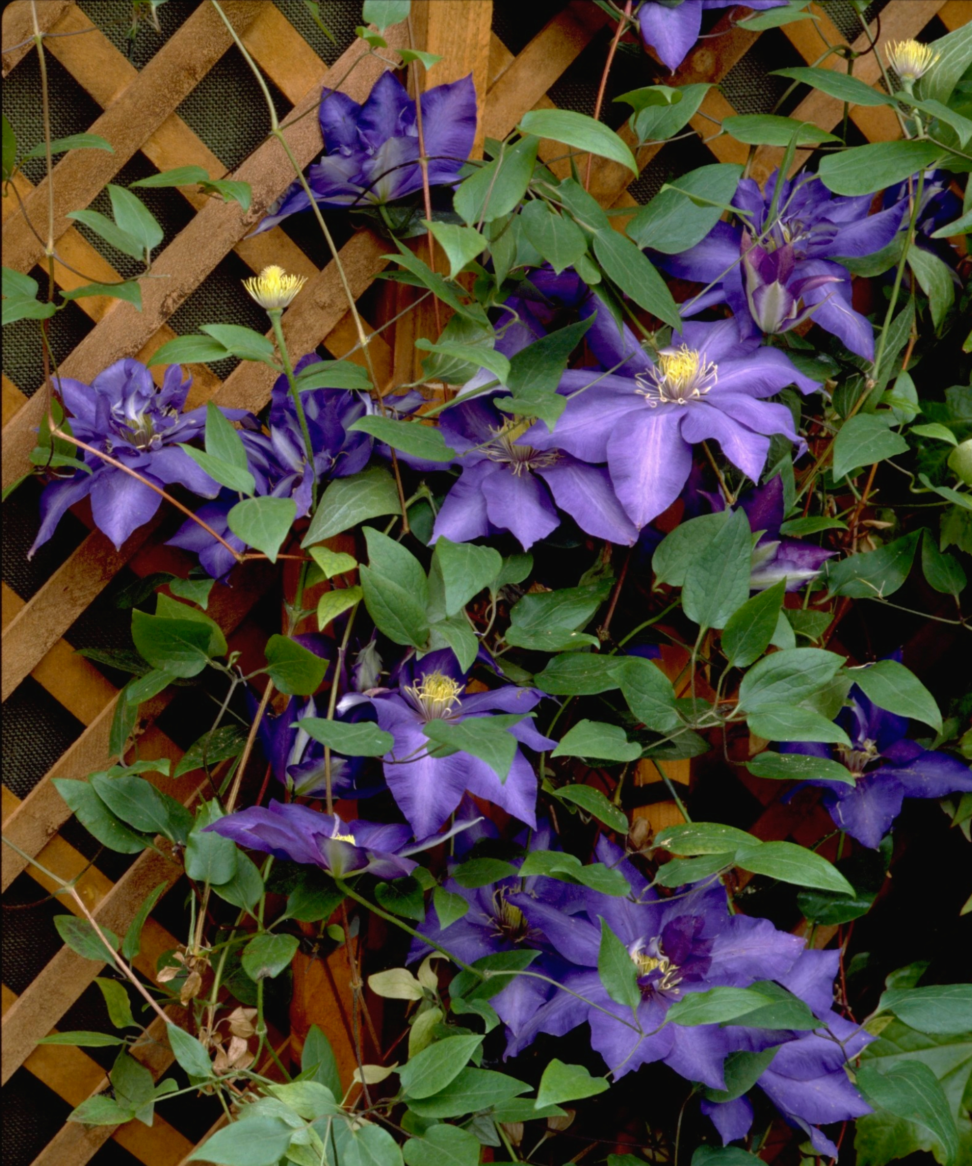 purple clematis growing up wooden trellis