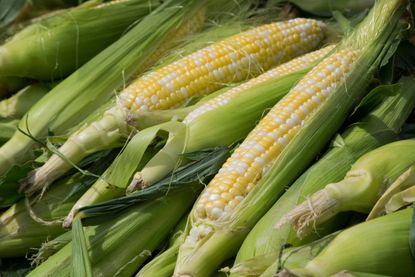 Yellow And White Corn