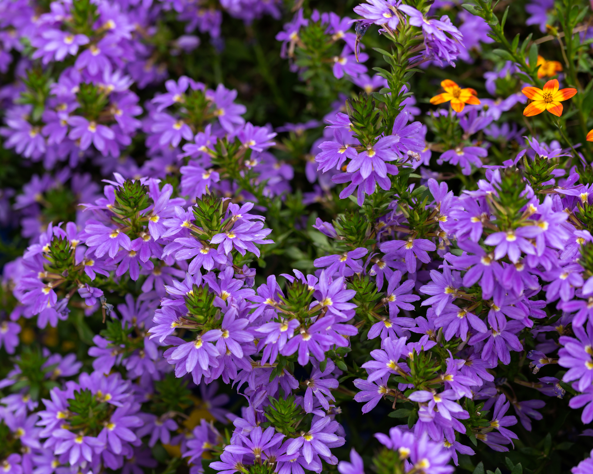 scaevola fan flowers
