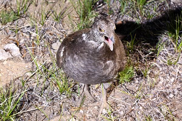 The infamous grouse of the High Cascades 100