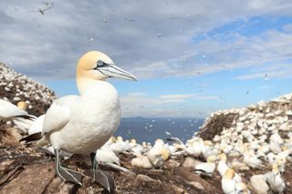 Northern gannet (Morus bassanus) nesting colony gathered on Bass Rock, U.K. Bass Rock has the world's largest colony of Northern gannets.