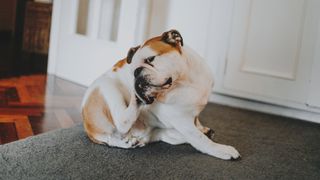 English Bulldog scratching