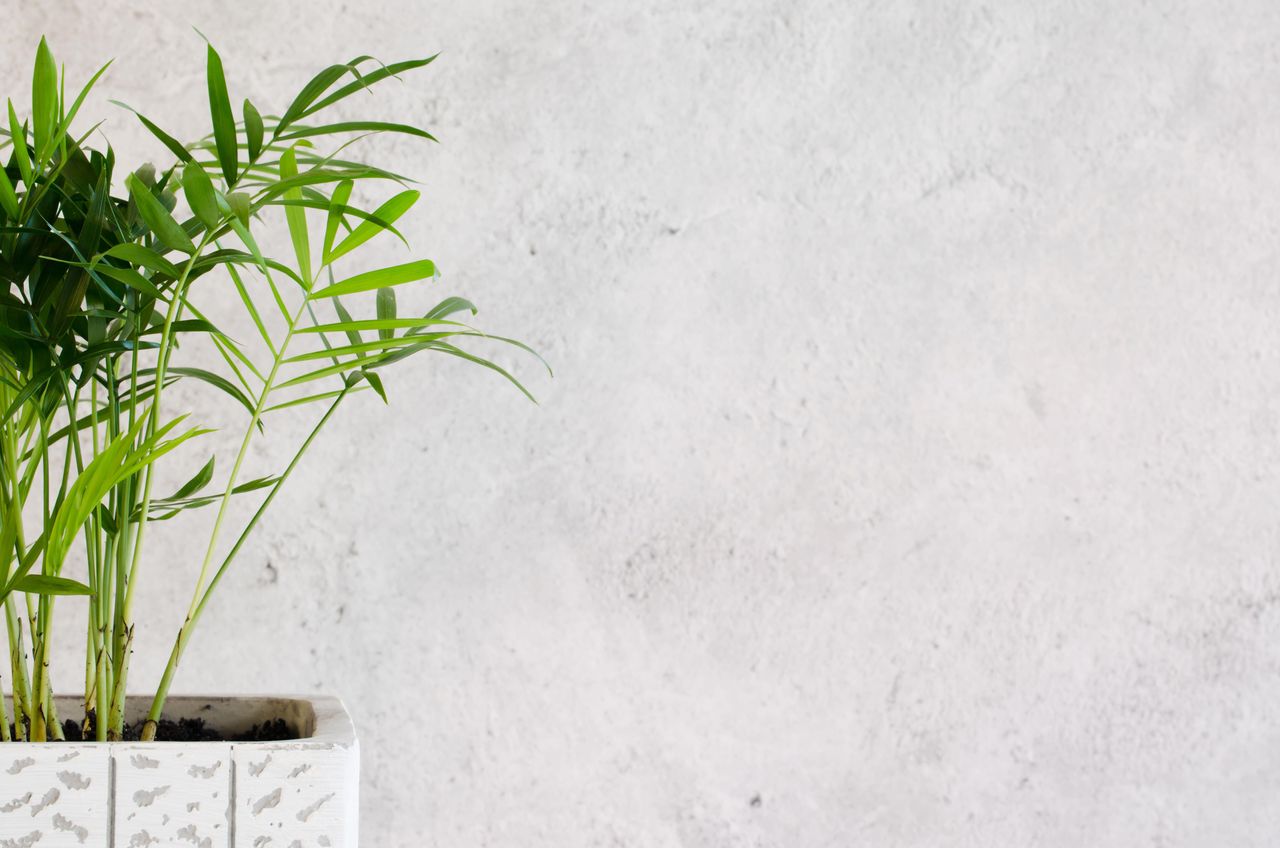 parlor palm in a pot by a grey wall