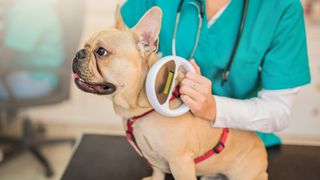 French Bulldog getting microchip checked by vet