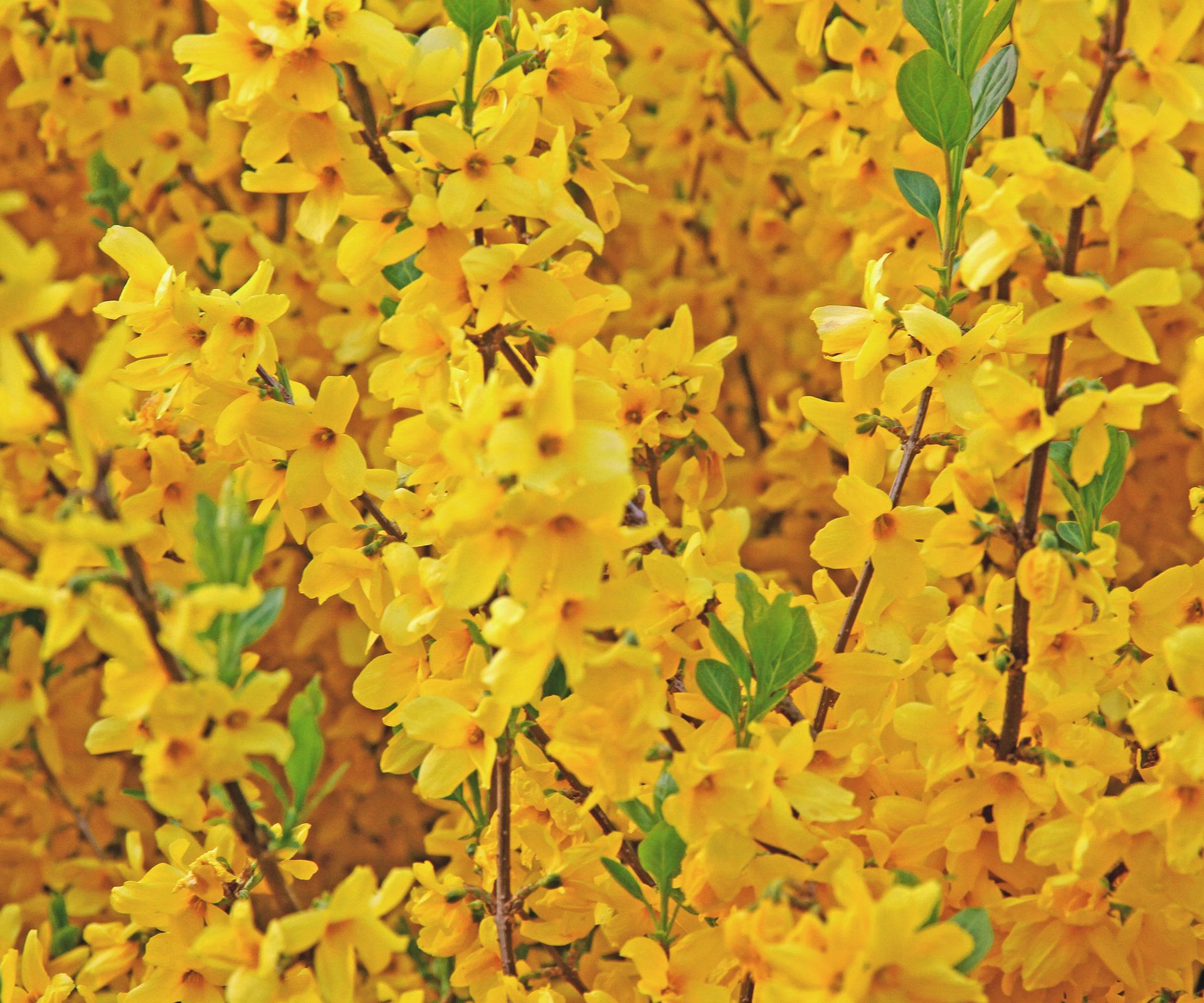 The many yellow flowers of a dwarf forsythia blooming in spring