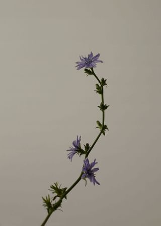 Image of purple flower with green steam against a grey background courtesy of Flomacy