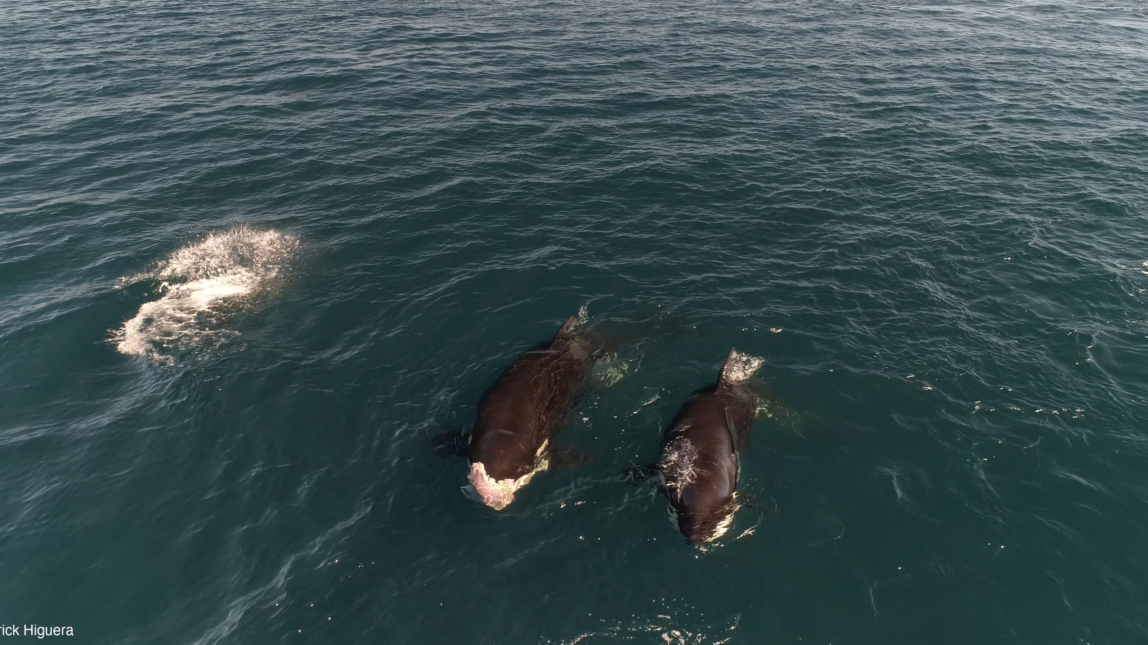 Three orcas swim side by side. One of them has a shark&#039;s liver in its mouth.