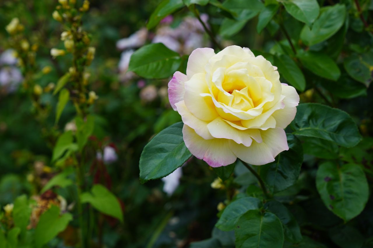 Sample photo shot on the Sony ZV-E10