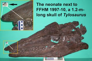 At nearly 4 feet (1.2 meters) long, this fully-formed Tylosaurus skull (bottom) is huge compared to the newborn's skull (grey inset). The white lines show corresponding parts on each skull.