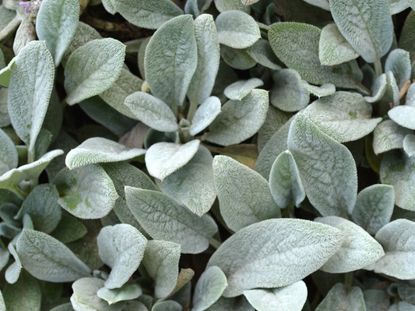 Silver Leaved Plant