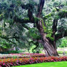 Zone 8 plants including live oak tree