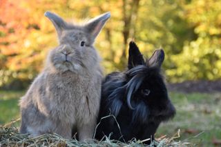 Two Lionhead Rabbits sat outside