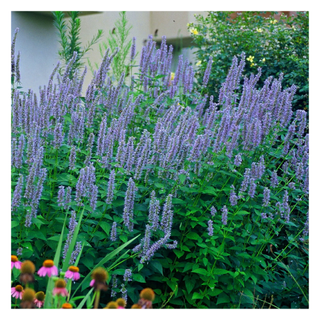 A patch of live agastache 'blue fortune'