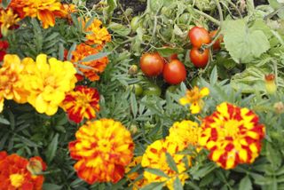 marigolds and tomatoes as companion plants