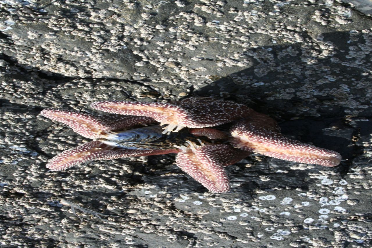 A starfish enjoying a meal.