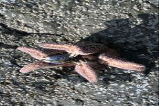 A starfish enjoying a meal.